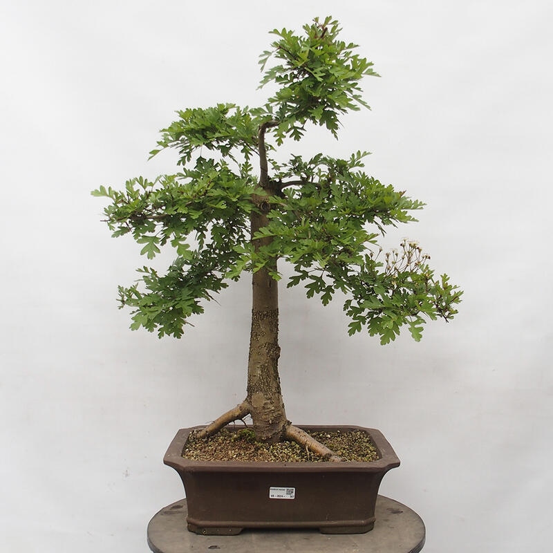 Bonsai im Freien - Weißdorn - Crataegus monogyna