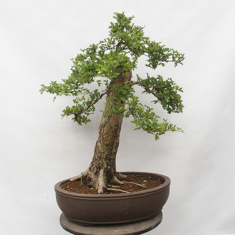 Bonsai im Freien - Weißdorn - Crataegus monogyna