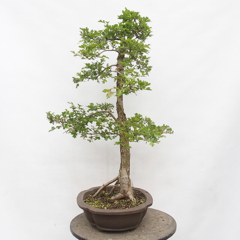 Bonsai im Freien - Weißdorn - Crataegus monogyna