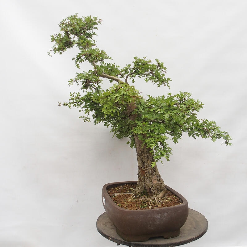 Bonsai im Freien - Weißdorn - Crataegus monogyna