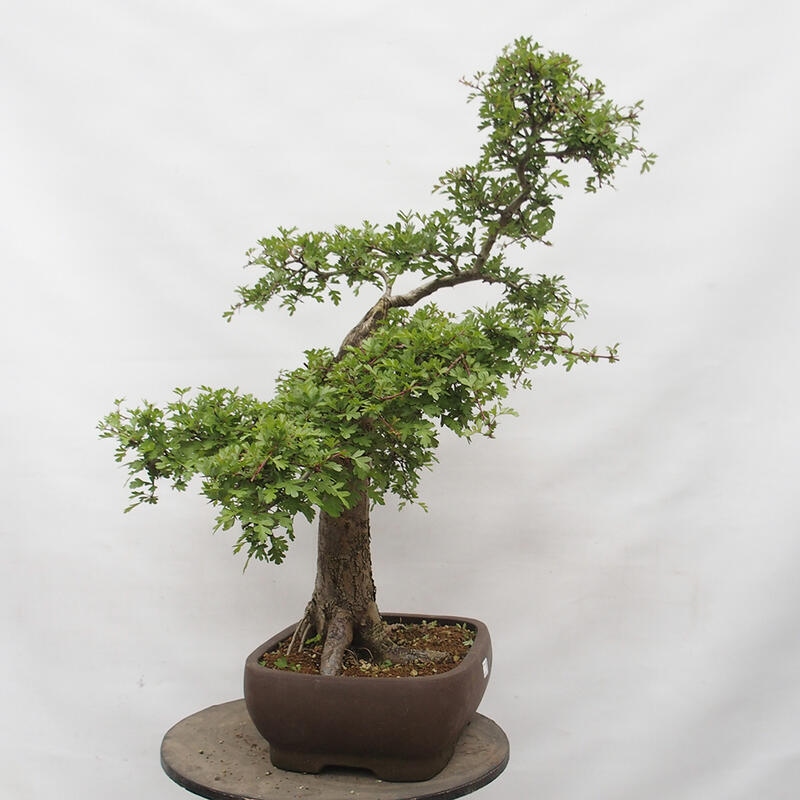 Bonsai im Freien - Weißdorn - Crataegus monogyna