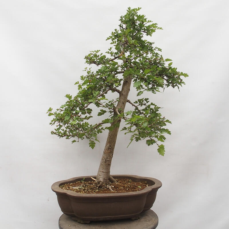 Bonsai im Freien - Weißdorn - Crataegus monogyna