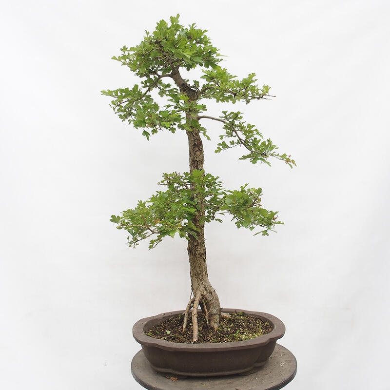 Bonsai im Freien - Weißdorn - Crataegus monogyna