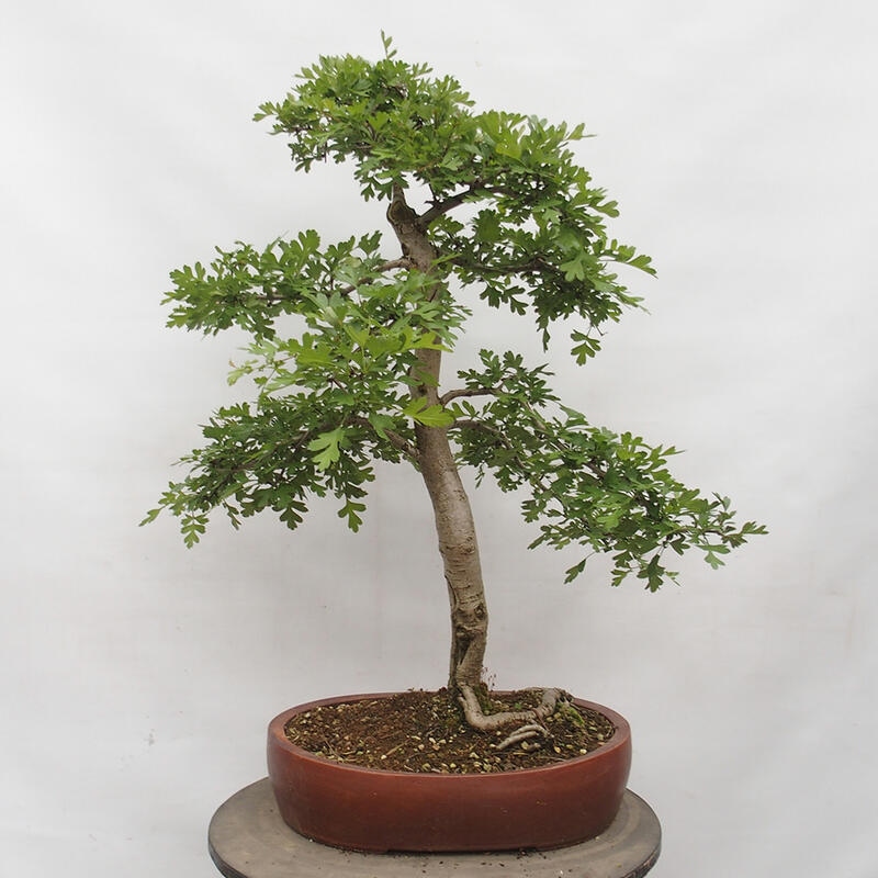 Bonsai im Freien - Weißdorn - Crataegus monogyna