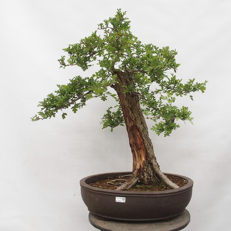 Bonsai im Freien - Weißdorn - Crataegus monogyna