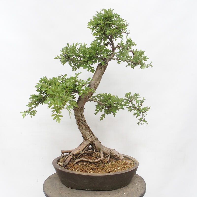 Bonsai im Freien - Weißdorn - Crataegus monogyna