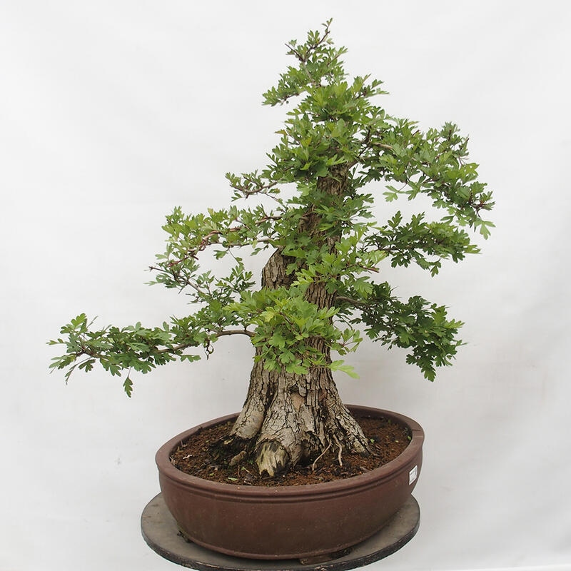 Bonsai im Freien - Weißdorn - Crataegus monogyna