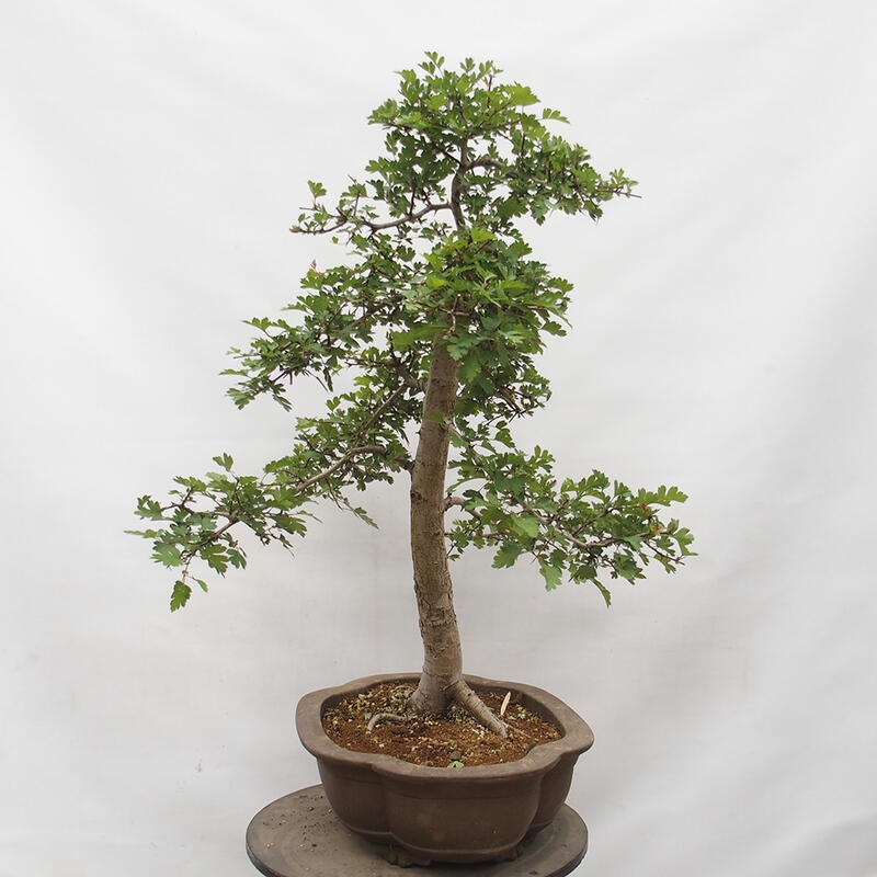 Bonsai im Freien - Weißdorn - Crataegus monogyna