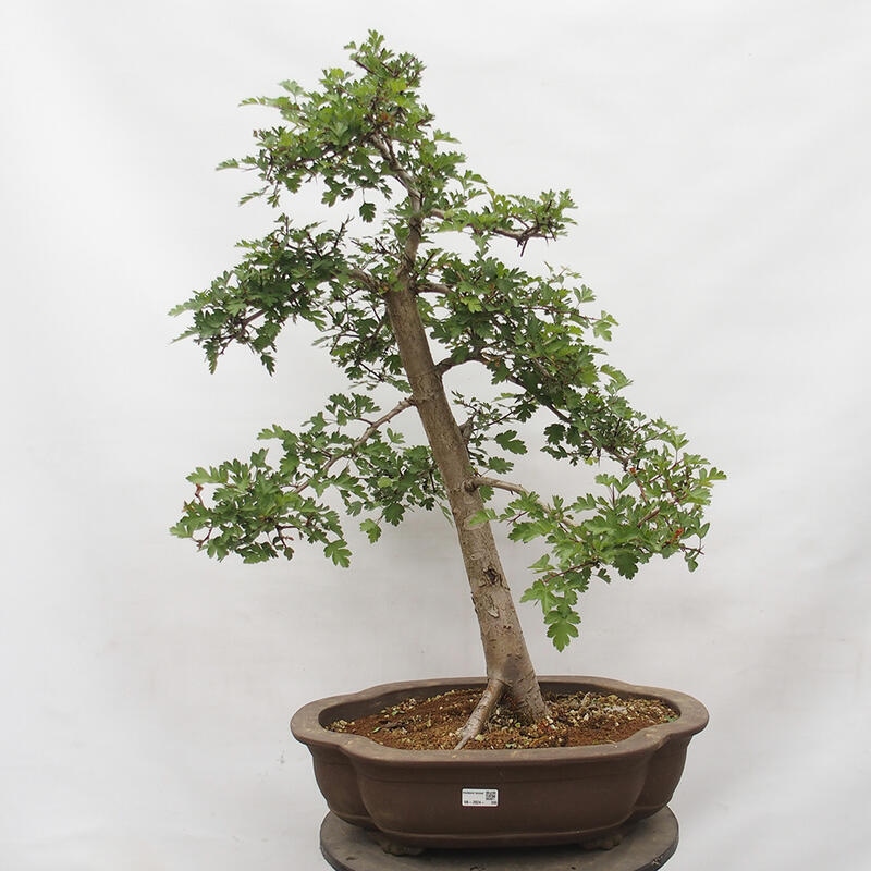 Bonsai im Freien - Weißdorn - Crataegus monogyna