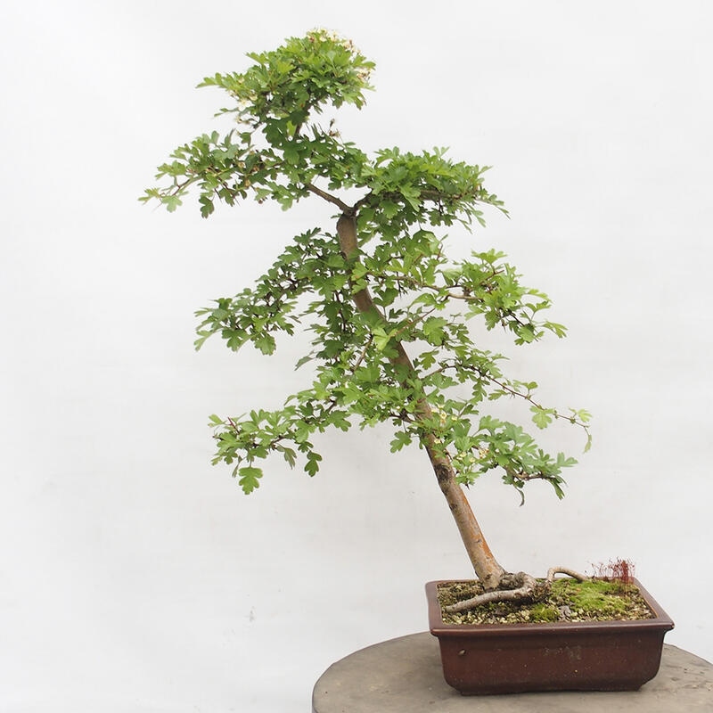 Bonsai im Freien - Weißdorn - Crataegus monogyna