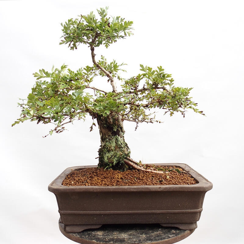 Bonsai im Freien - Weißdorn - Crataegus monogyna