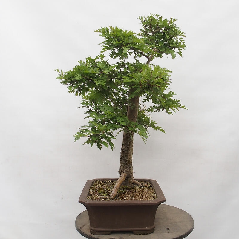 Bonsai im Freien - Weißdorn - Crataegus monogyna