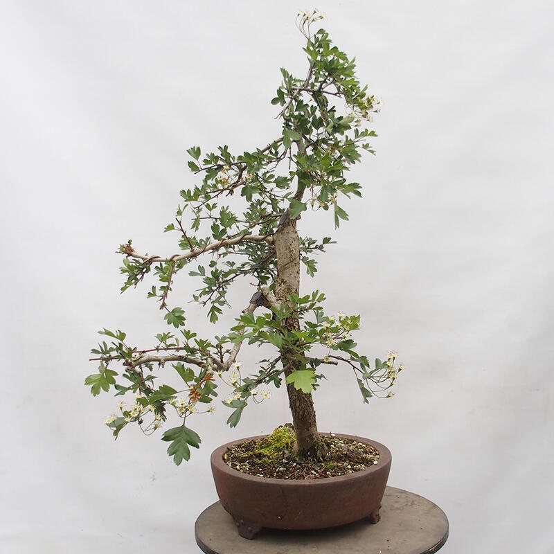 Bonsai im Freien - Weißdorn - Crataegus monogyna