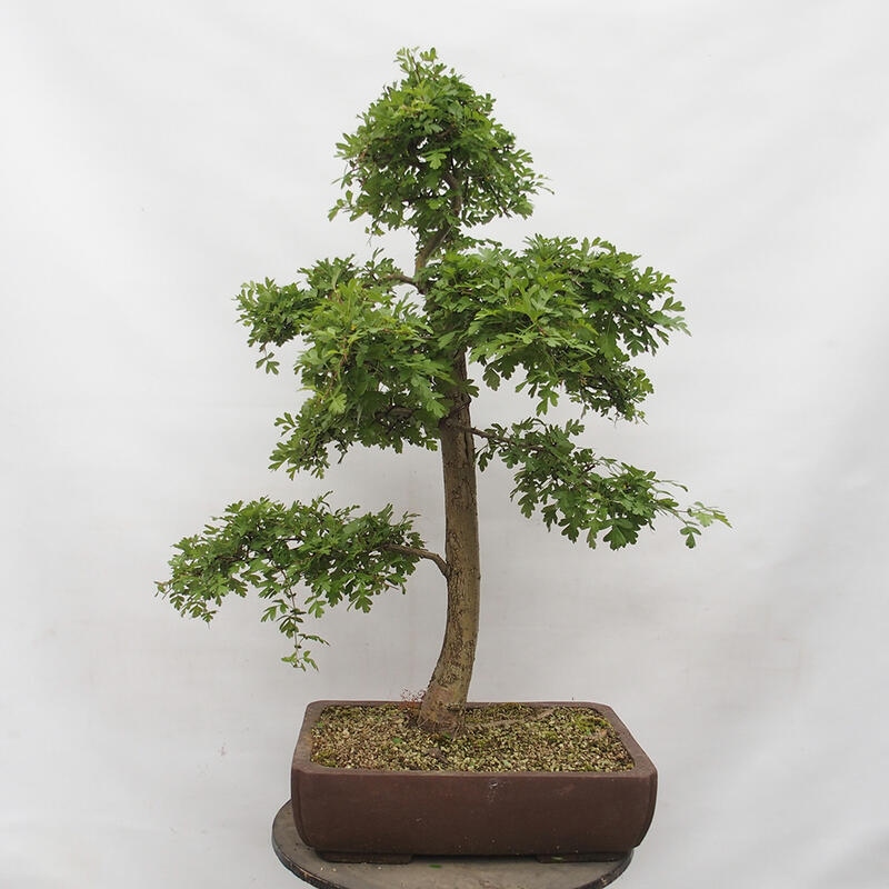 Bonsai im Freien - Weißdorn - Crataegus monogyna