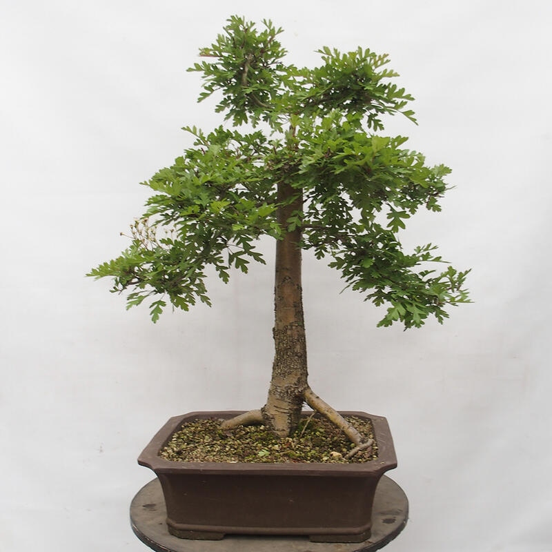 Bonsai im Freien - Weißdorn - Crataegus monogyna