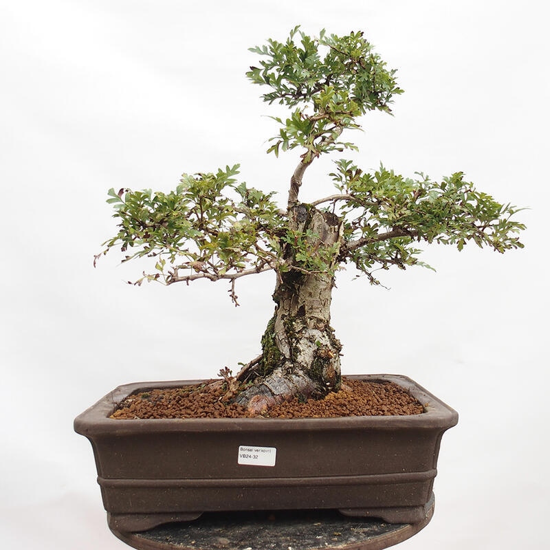 Bonsai im Freien - Weißdorn - Crataegus monogyna