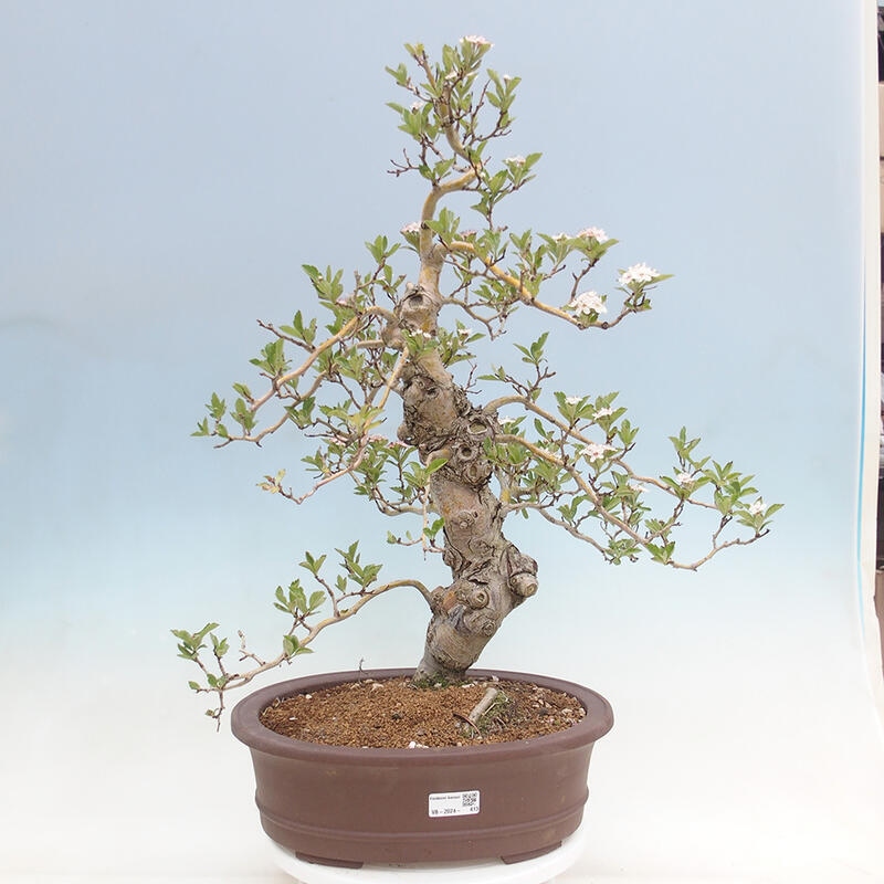 Bonsai im Freien - Weißdorn - Crataegus cuneata