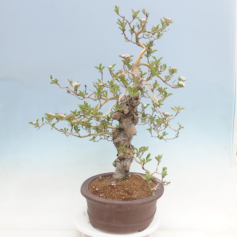 Bonsai im Freien - Weißdorn - Crataegus cuneata