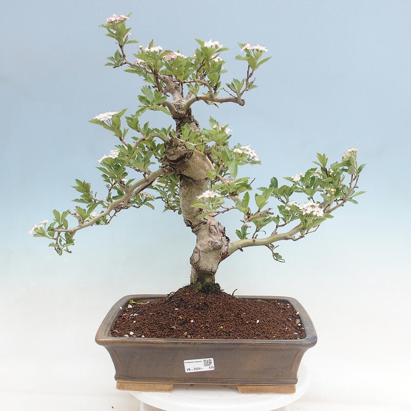 Bonsai im Freien - Weißdorn - Crataegus cuneata