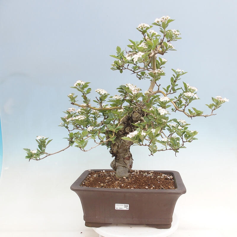 Bonsai im Freien - Weißdorn - Crataegus cuneata