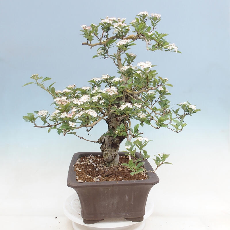 Bonsai im Freien - Weißdorn - Crataegus cuneata