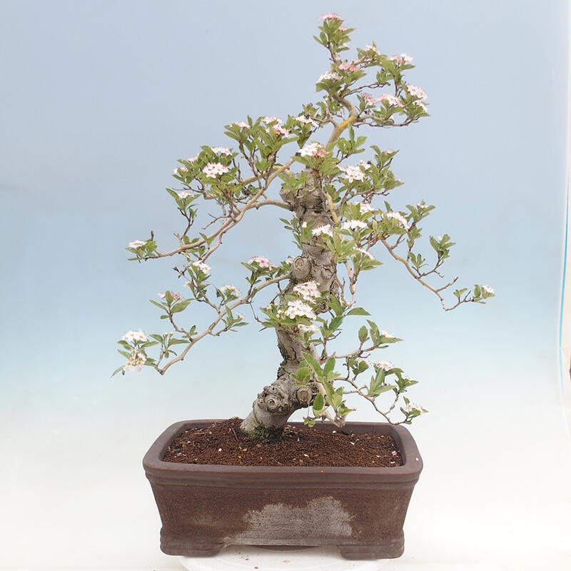 Bonsai im Freien - Weißdorn - Crataegus cuneata