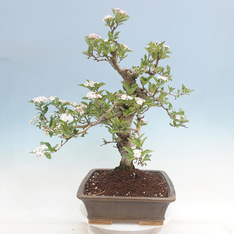 Bonsai im Freien - Weißdorn - Crataegus cuneata