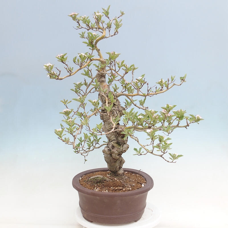 Bonsai im Freien - Weißdorn - Crataegus cuneata