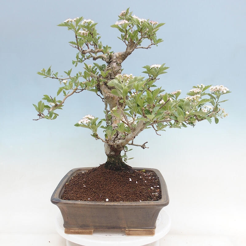 Bonsai im Freien - Weißdorn - Crataegus cuneata