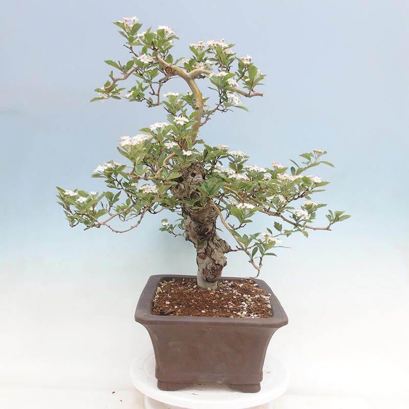 Bonsai im Freien - Weißdorn - Crataegus cuneata