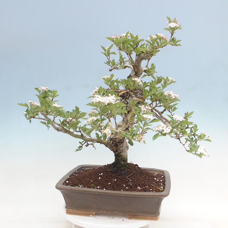 Bonsai im Freien - Weißdorn - Crataegus cuneata