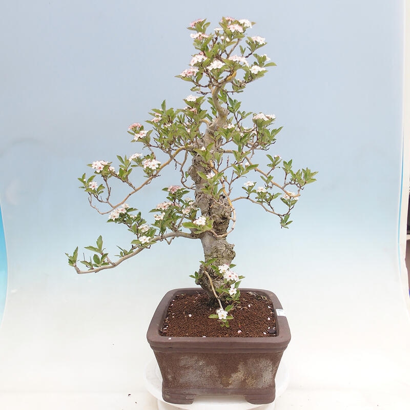 Bonsai im Freien - Weißdorn - Crataegus cuneata