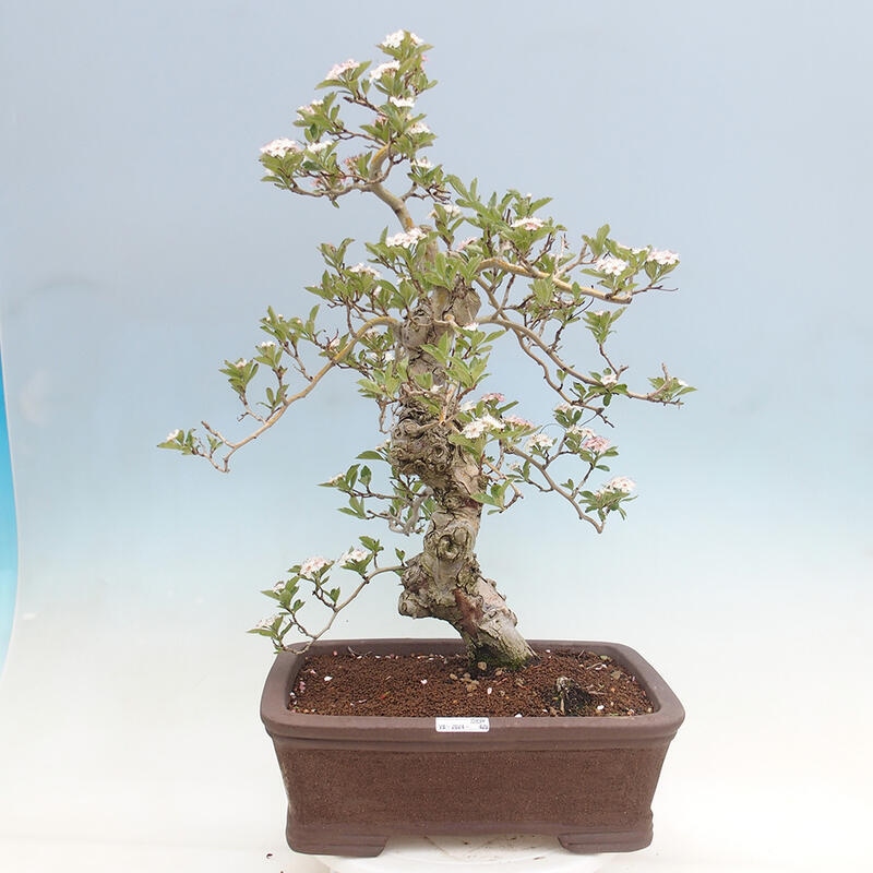 Bonsai im Freien - Weißdorn - Crataegus cuneata