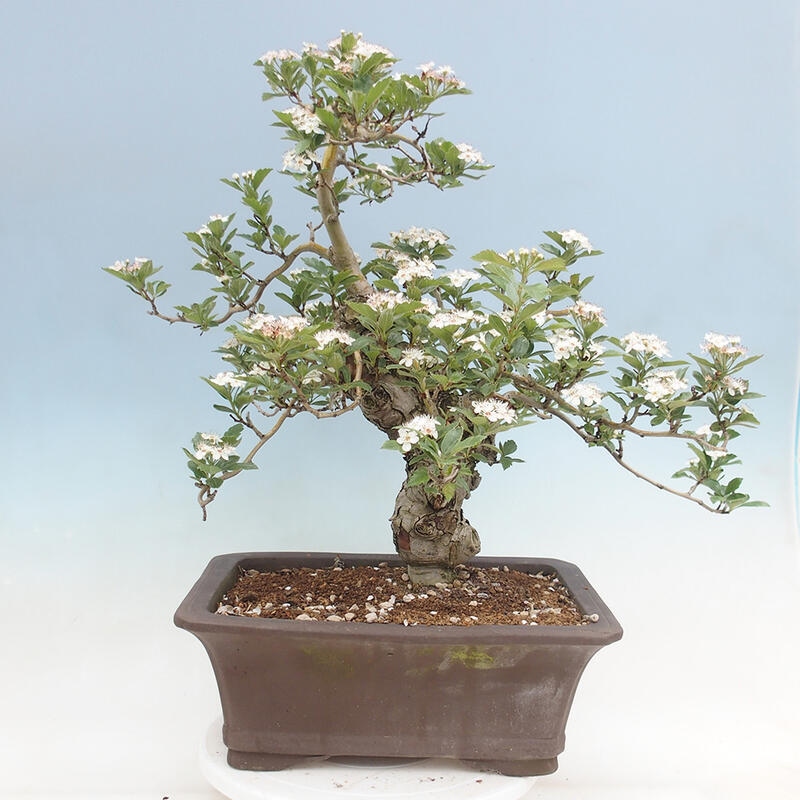 Bonsai im Freien - Weißdorn - Crataegus cuneata