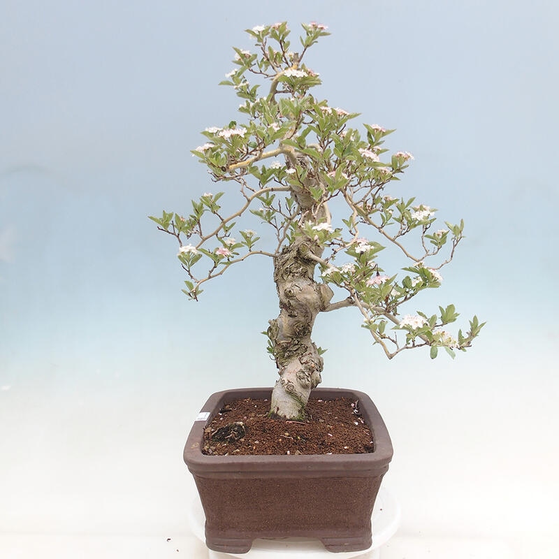 Bonsai im Freien - Weißdorn - Crataegus cuneata