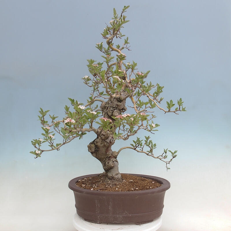 Bonsai im Freien - Weißdorn - Crataegus cuneata