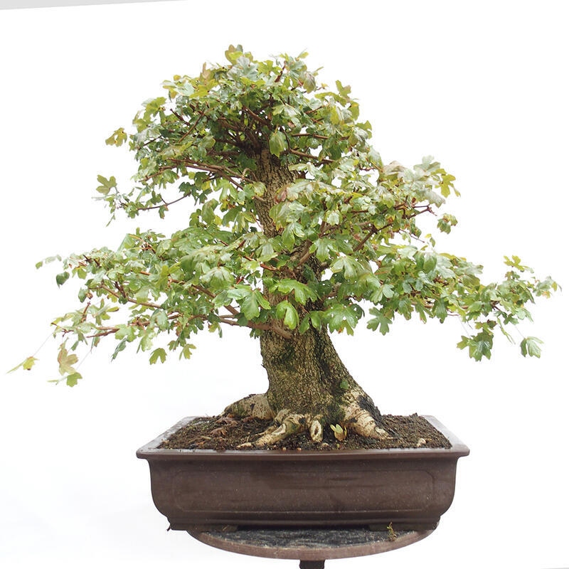 Bonsai im Freien - Baby-Ahorn - Acer campestre