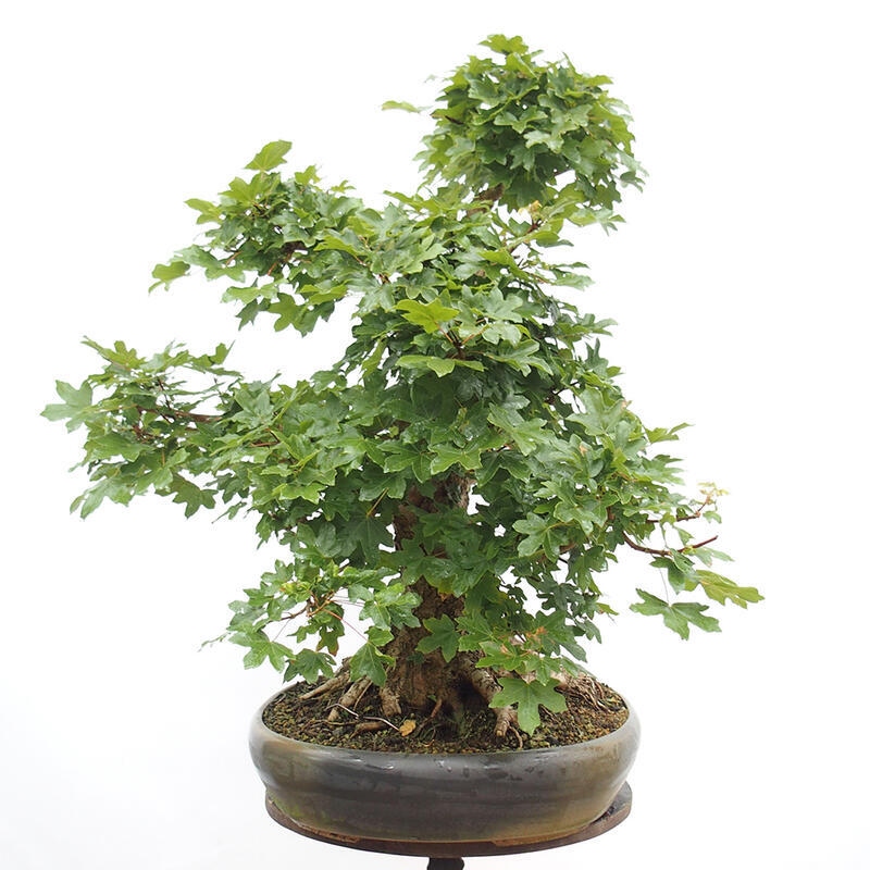 Bonsai im Freien - Baby-Ahorn - Acer campestre