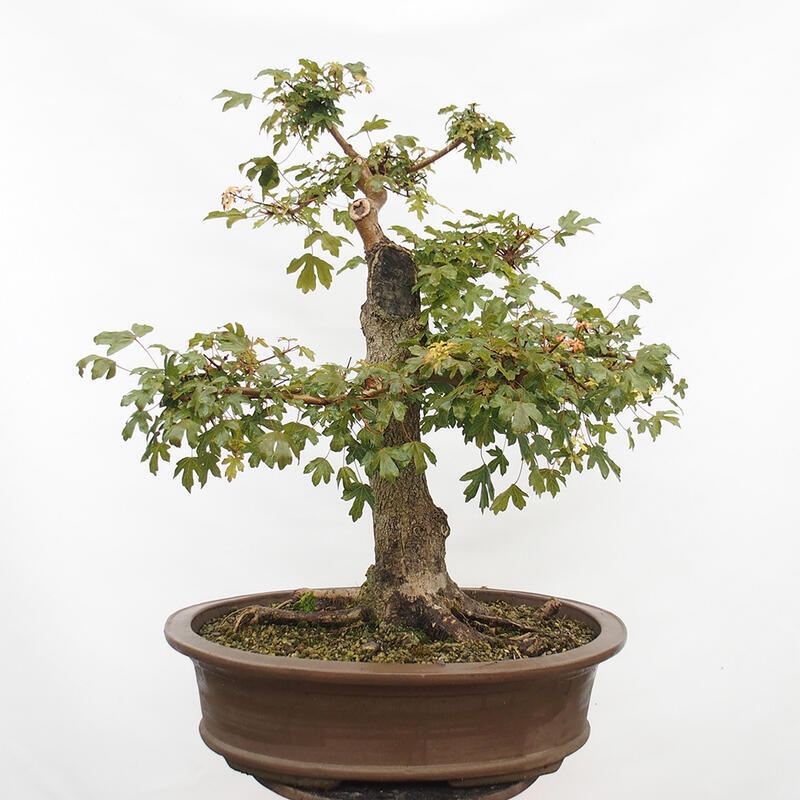 Bonsai im Freien - Baby-Ahorn - Acer campestre