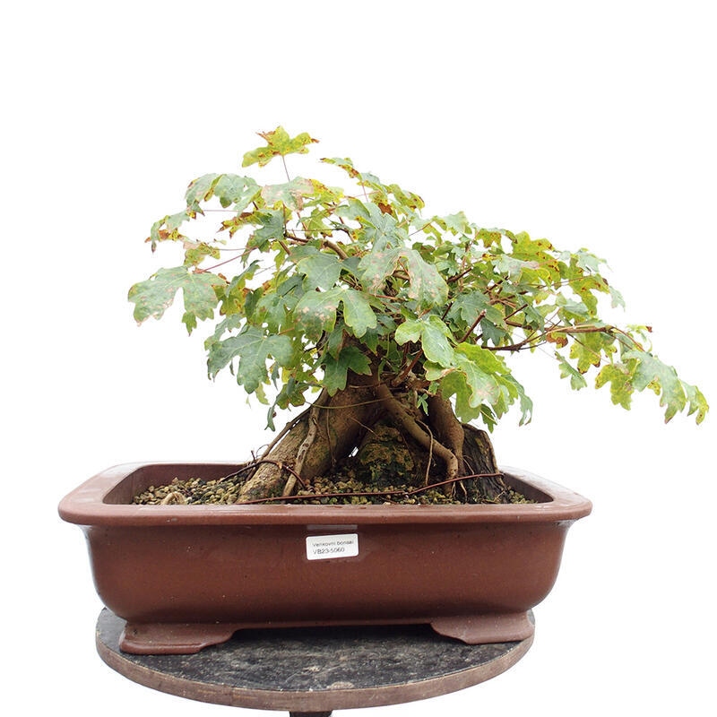 Bonsai im Freien - Baby-Ahorn - Acer campestre