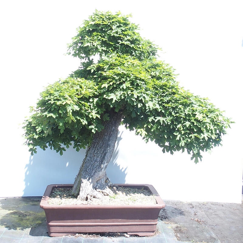 Bonsai im Freien - Baby-Ahorn - Acer campestre