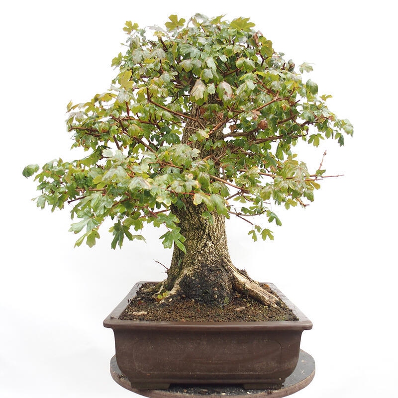 Bonsai im Freien - Baby-Ahorn - Acer campestre