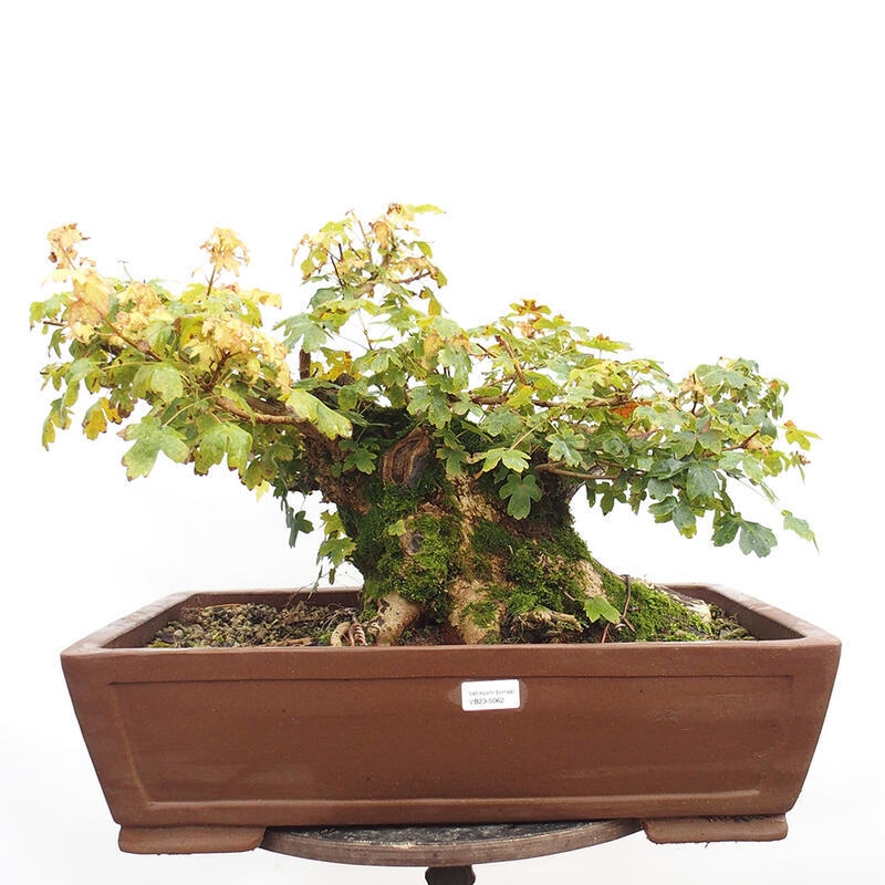 Bonsai im Freien - Baby-Ahorn - Acer campestre