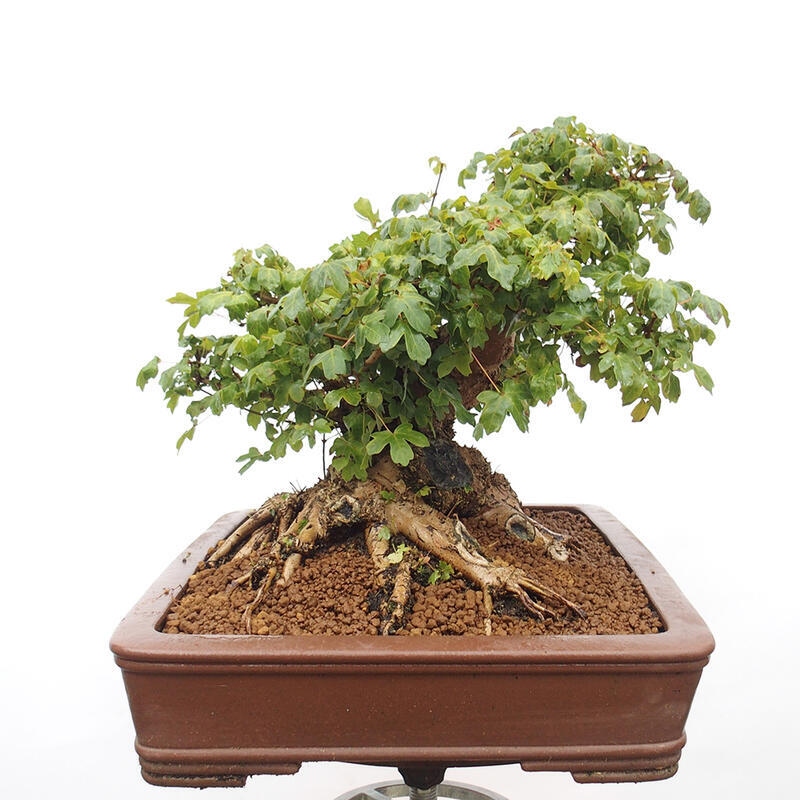 Bonsai im Freien - Baby-Ahorn - Acer campestre