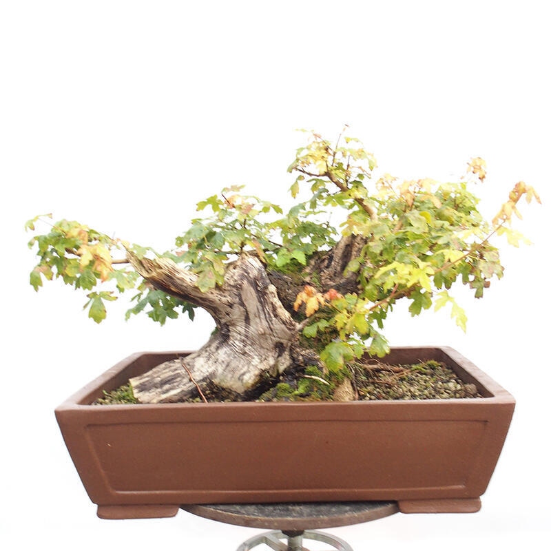 Bonsai im Freien - Baby-Ahorn - Acer campestre