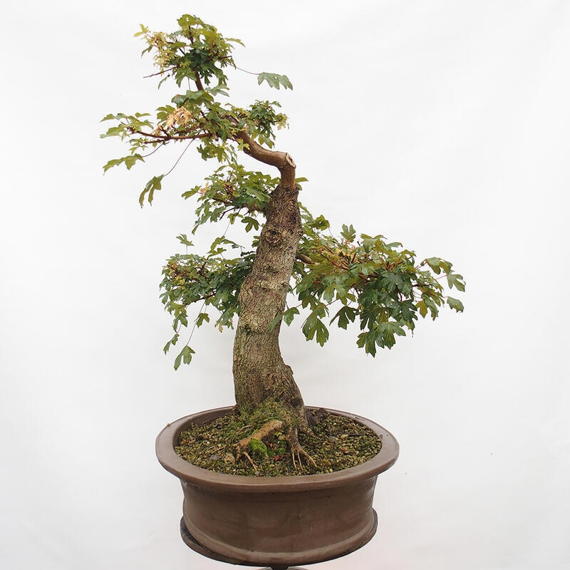 Bonsai im Freien - Baby-Ahorn - Acer campestre