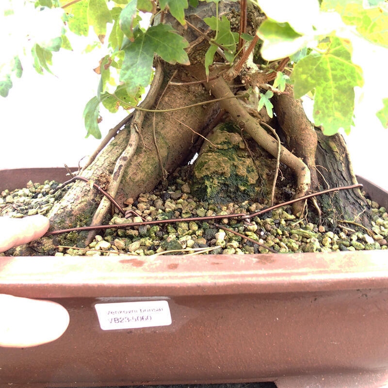 Bonsai im Freien - Baby-Ahorn - Acer campestre