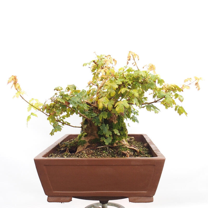 Bonsai im Freien - Baby-Ahorn - Acer campestre