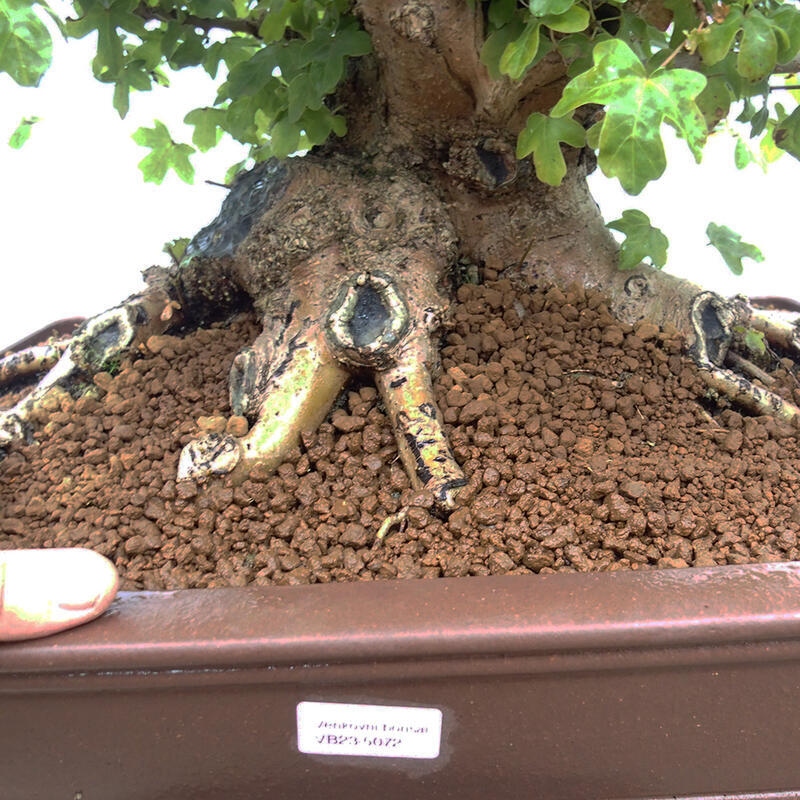 Bonsai im Freien - Baby-Ahorn - Acer campestre