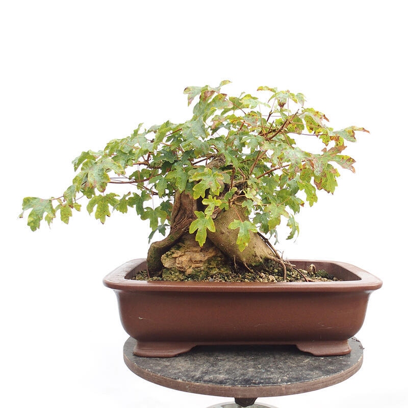 Bonsai im Freien - Baby-Ahorn - Acer campestre